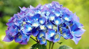 Hydrangea